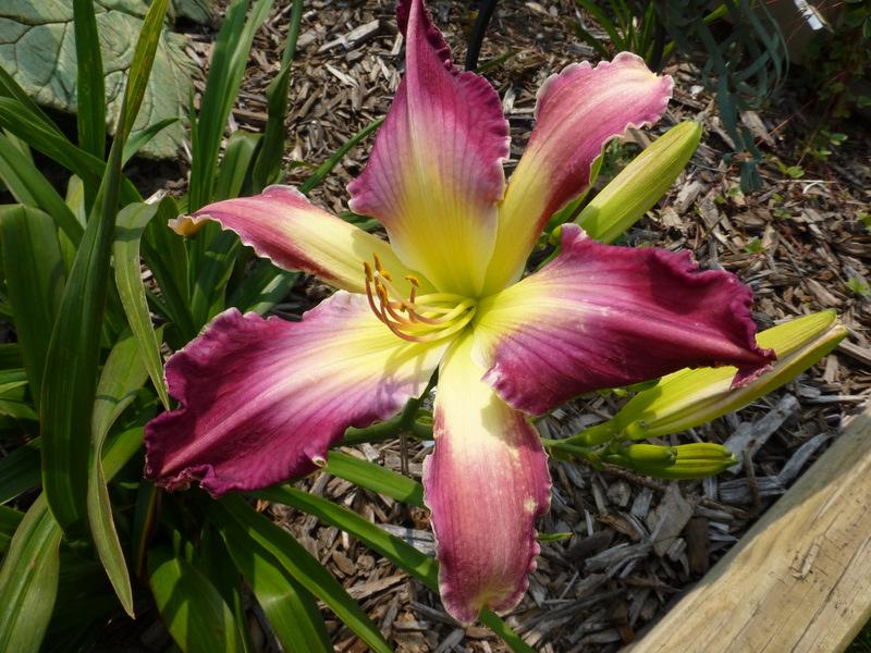 Photo of Daylily (Hemerocallis 'Confessions of a Hemaholic') uploaded by Tree_climber