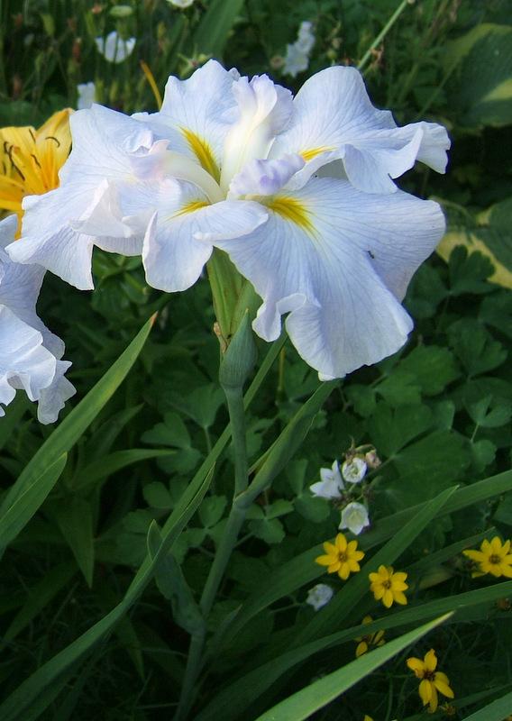 Photo of Japanese Iris (Iris ensata 'Sing the Blues') uploaded by pirl