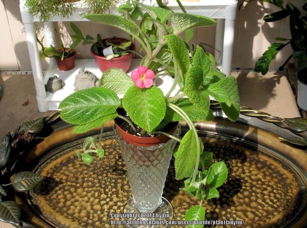Photo of Flame Violet (Episcia cupreata) uploaded by plantladylin