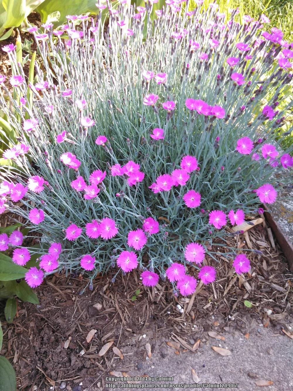 Photo of Cheddar Pink (Dianthus gratianopolitanus 'Feuerhexe') uploaded by Catmint20906