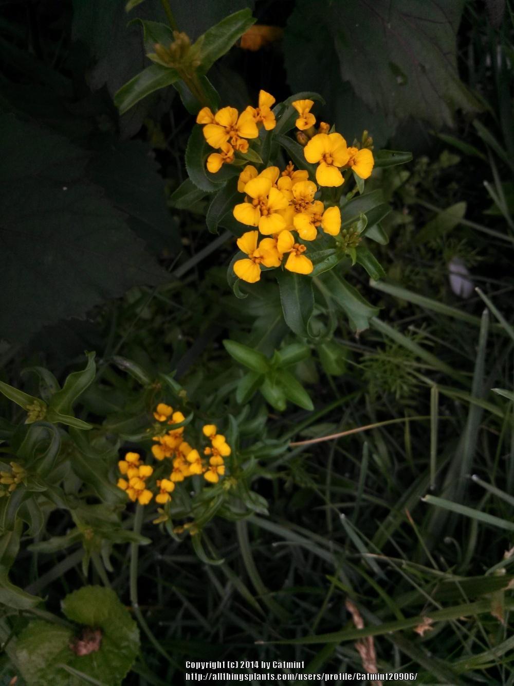 Photo of Mexican Mint Marigold (Tagetes lucida) uploaded by Catmint20906