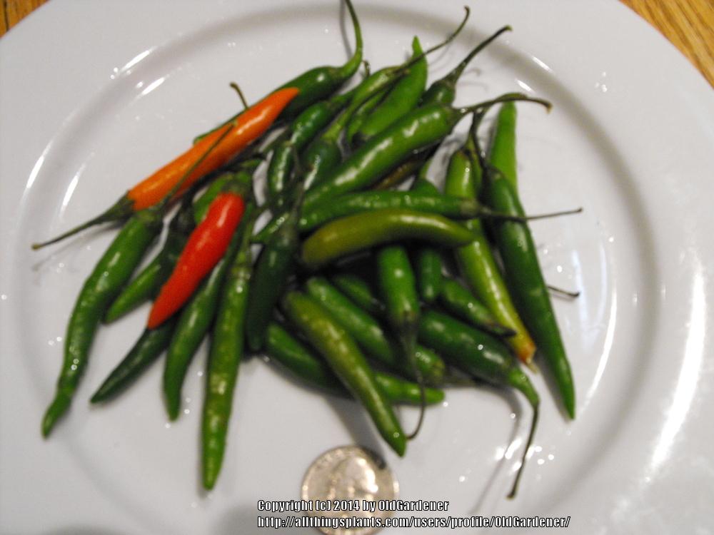 Photo of Hot Pepper (Capsicum annuum 'Thai Chilli') uploaded by OldGardener