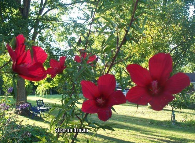 Photo of Texas Star (Hibiscus coccineus) uploaded by Sharon