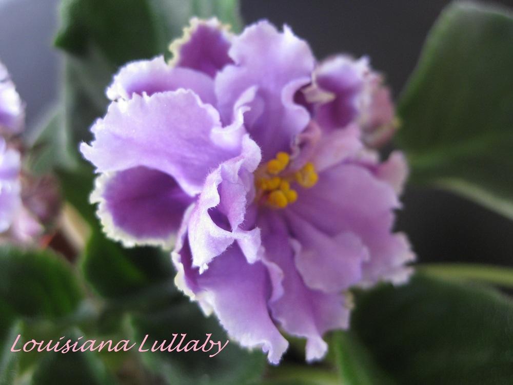 Photo of African Violet (Streptocarpus 'Louisiana Lullaby') uploaded by chiquib313