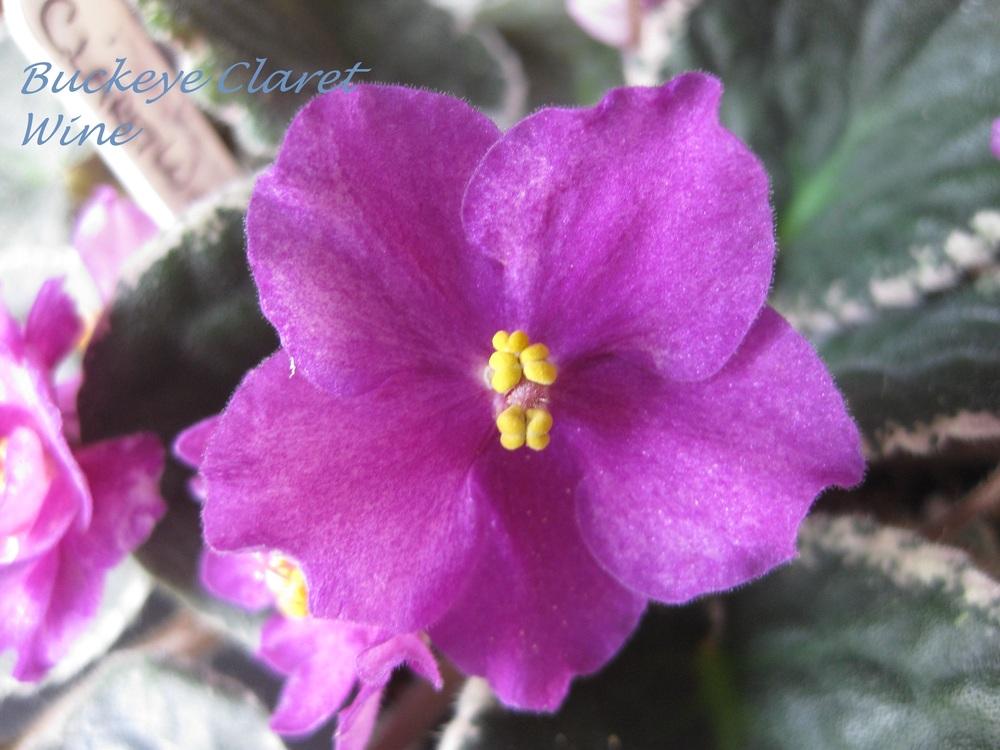 Photo of African Violet (Streptocarpus 'Buckeye Claret Wine') uploaded by chiquib313