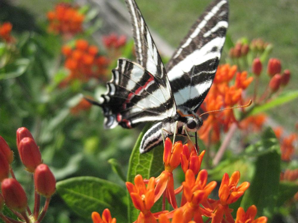 Photo of Butterfly Milkweed (Asclepias tuberosa) uploaded by clintbrown