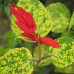 Location: Medina, TN
Date: 2014-02-21
Salvia 'Dancing Flame' foliage and flower.