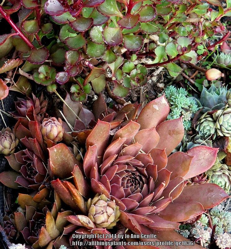 Photo of Hen and Chicks (Sempervivum 'Pacific Devil's Food') uploaded by ge1836