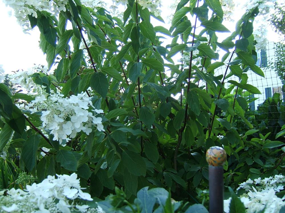 Photo of Panicle Hydrangea (Hydrangea paniculata 'Pink Diamond') uploaded by pirl