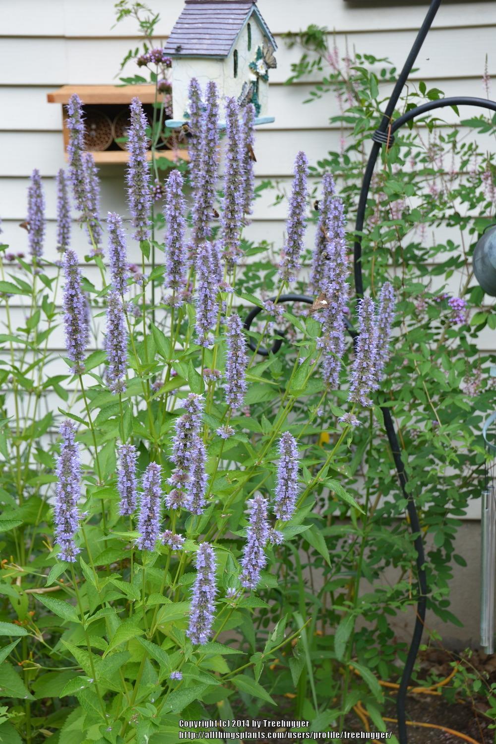 Photo of Anise Hyssop (Agastache 'Blue Fortune') uploaded by treehugger