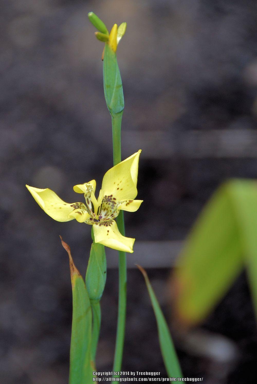 Photo of Yellow Walking Iris (Trimezia longifolia) uploaded by treehugger