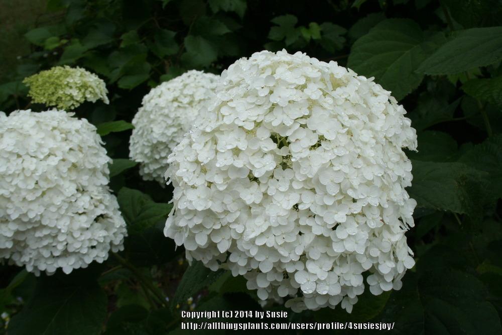 Photo of Smooth Hydrangea (Hydrangea arborescens Incrediball®) uploaded by 4susiesjoy