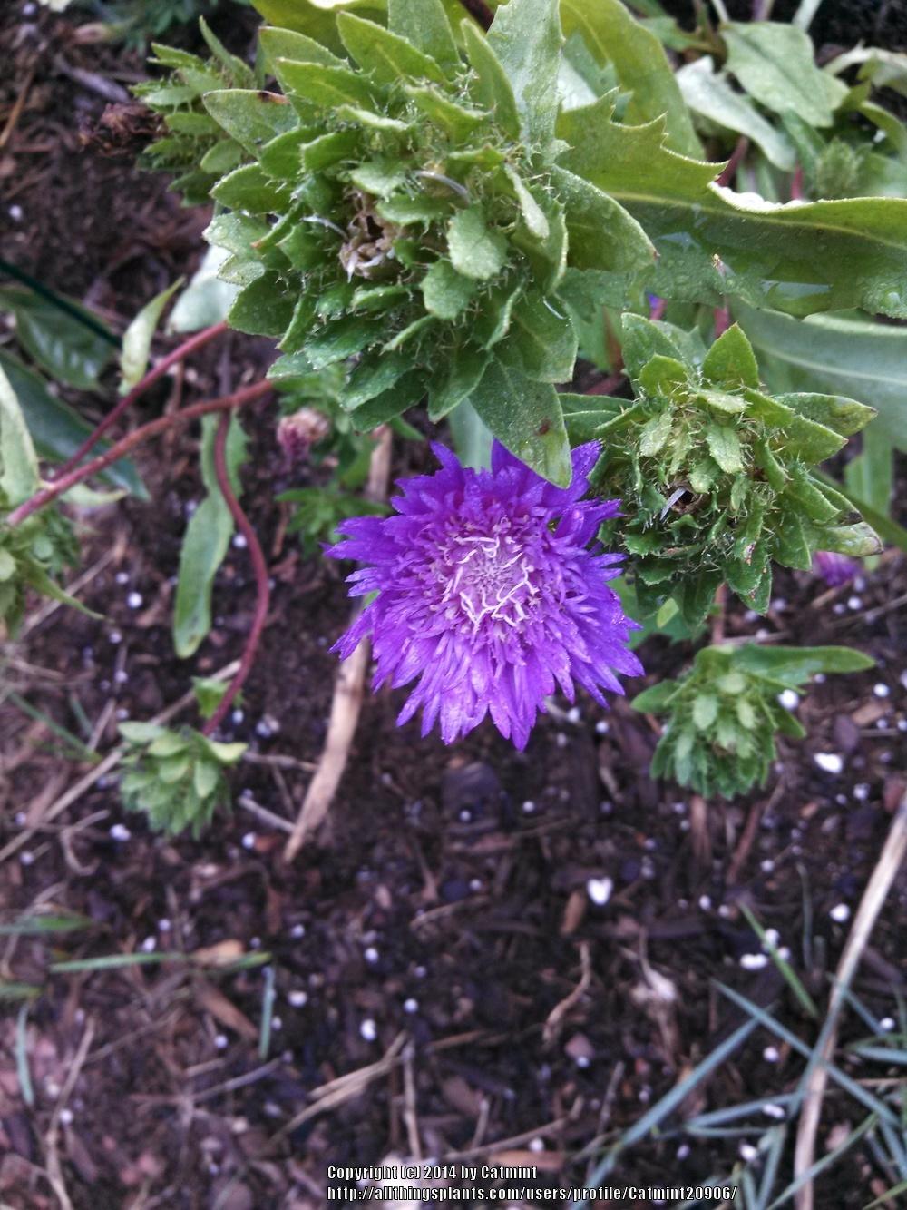 Photo of Stokes Aster (Stokesia laevis 'Honeysong Purple') uploaded by Catmint20906