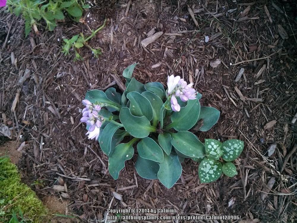 Photo of Hosta 'Blue Mouse Ears' uploaded by Catmint20906