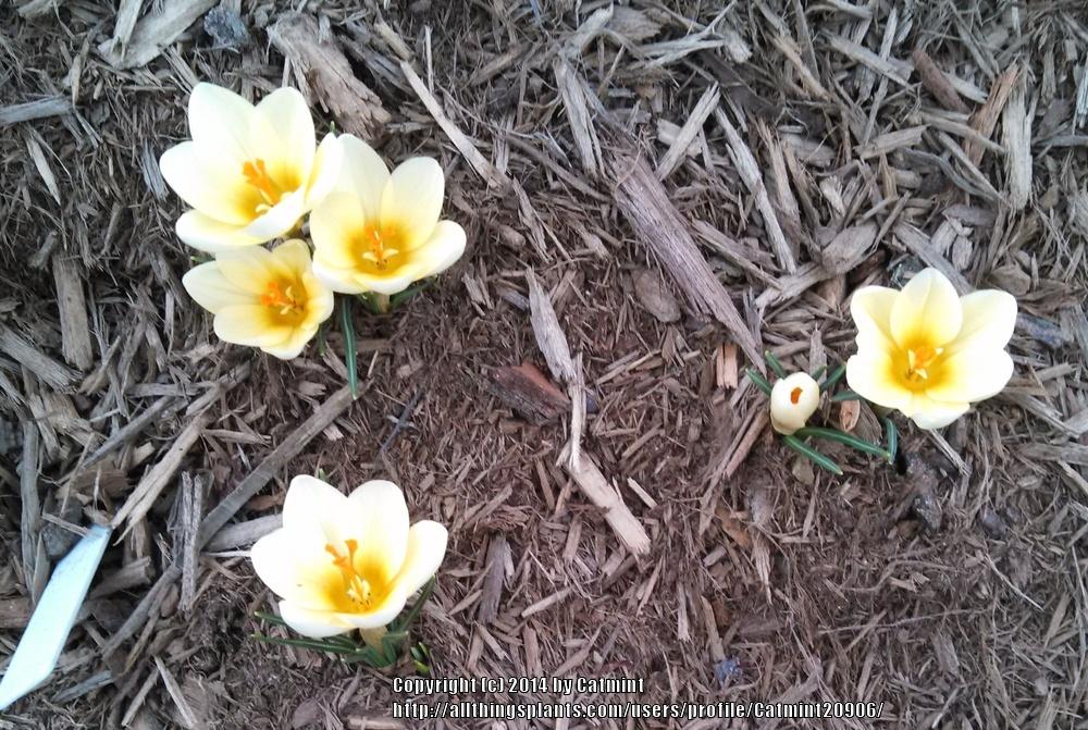 Photo of Snow Crocus (Crocus chrysanthus 'Cream Beauty') uploaded by Catmint20906