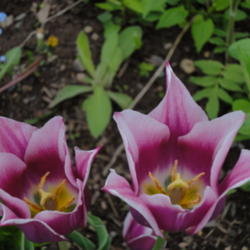 Location: Canada
Date: 2013-05-23
Tulipa Claudia