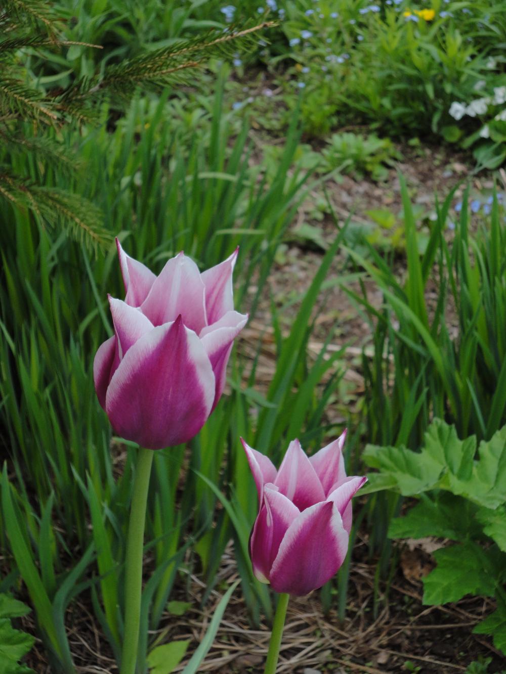 Photo of Lily Flowering Tulip (Tulipa 'Claudia') uploaded by Prosedda