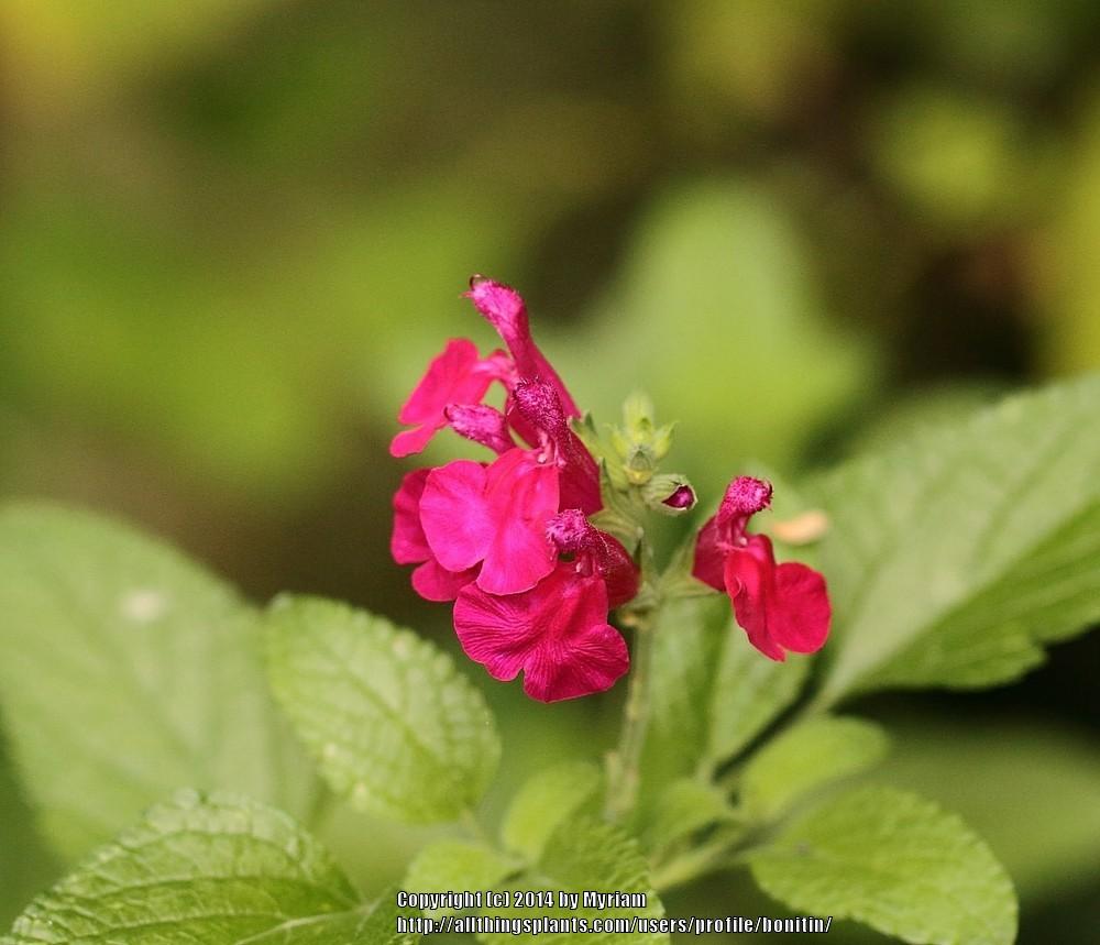 Photo of Baby Sage (Salvia microphylla 'Wild Watermelon') uploaded by bonitin