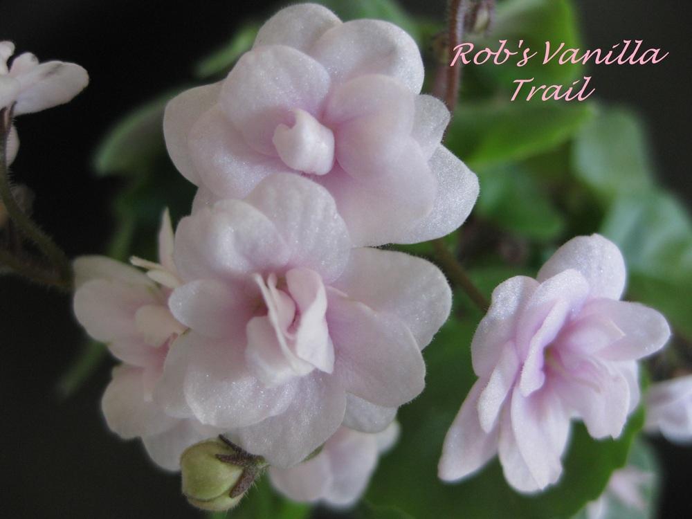 Photo of African Violet (Streptocarpus 'Rob's Vanilla Trail') uploaded by chiquib313