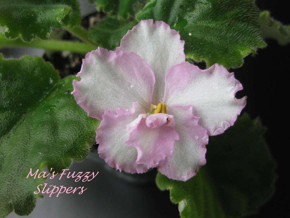 Photo of African Violet (Streptocarpus 'Ma's Fuzzy Slippers') uploaded by chiquib313