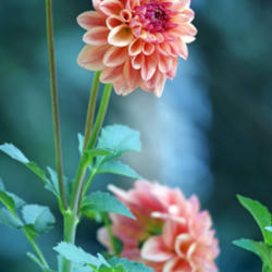 Location: Waterloo IL USA
Date: 2014-08-10
We grew this dahlia in a container this year and it is thriving. 