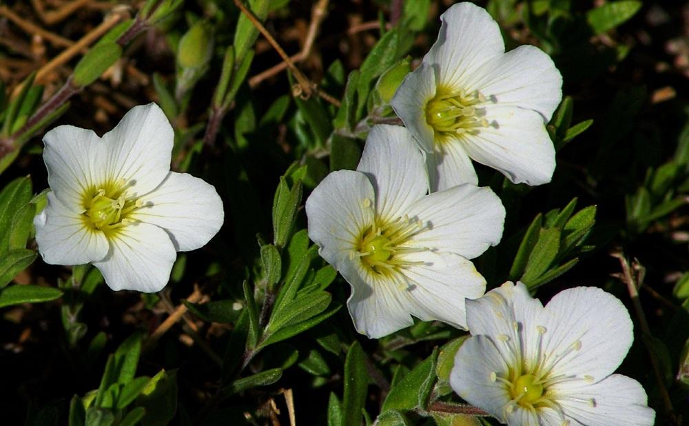 Photo of Mountain Sandwort (Arenaria montana) uploaded by dirtdorphins