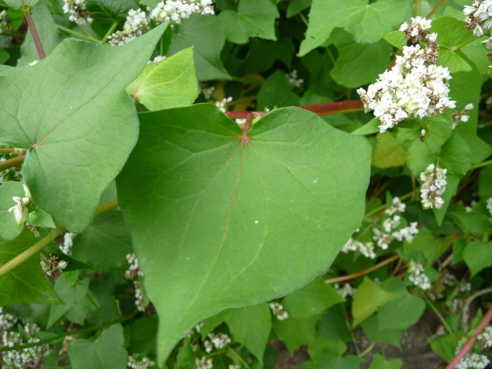 Photo of Buckwheat (Fagopyrum esculentum) uploaded by gardengus