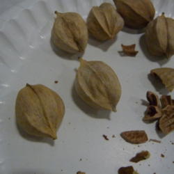 Location: Indiana zone 5
Date: 2014-08-09
nut with outer casing removed