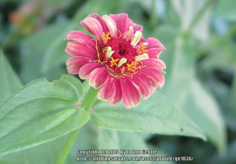 Photo of Zinnia (Zinnia elegans 'Queen Red Lime') uploaded by ge1836