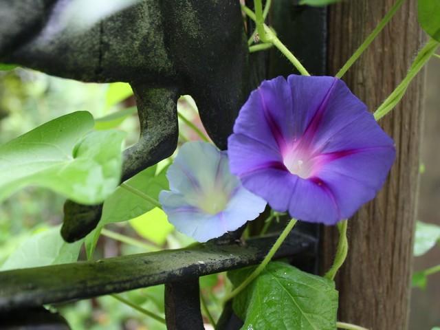 Photo of Morning Glories (Ipomoea) uploaded by gingin
