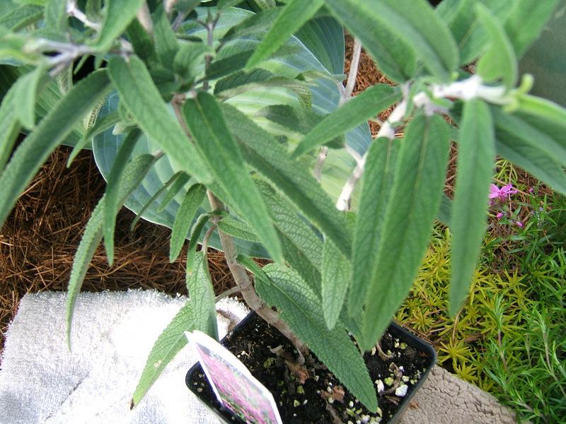 Photo of Salvia (Salvia leucantha 'Midnight') uploaded by pirl