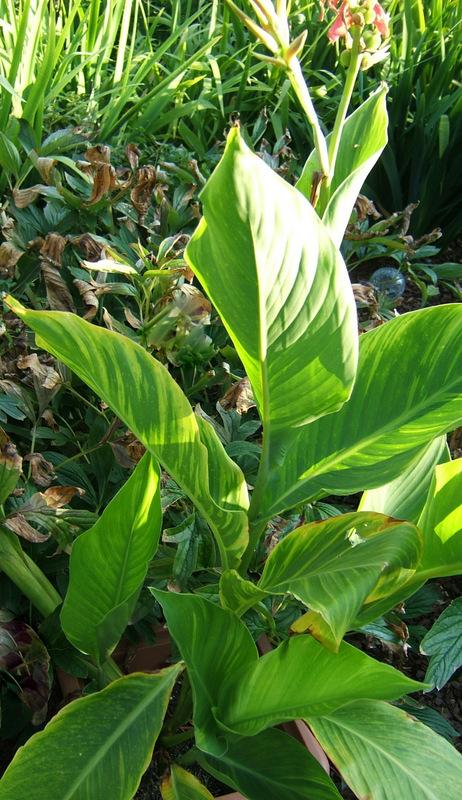 Photo of Canna (Canna x generalis 'Tropical Sunrise') uploaded by pirl