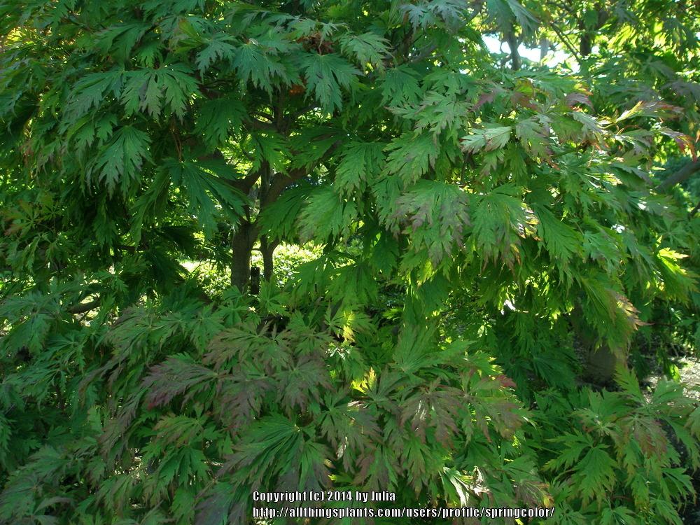 Photo of Full Moon Maple (Acer japonicum) uploaded by springcolor