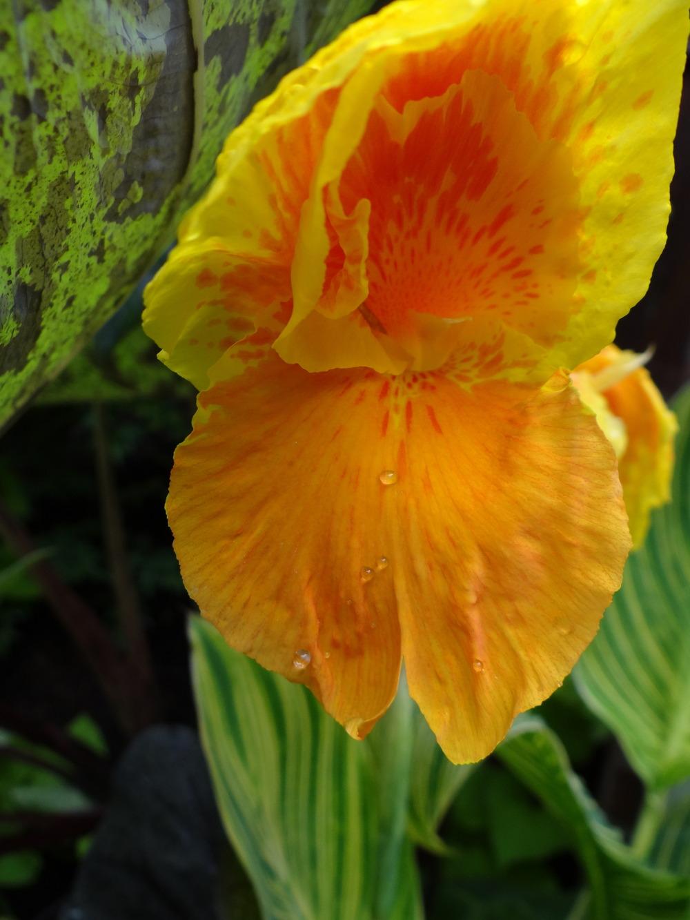 Photo of Canna (Canna x generalis Tropicanna® Gold) uploaded by tropicgirl