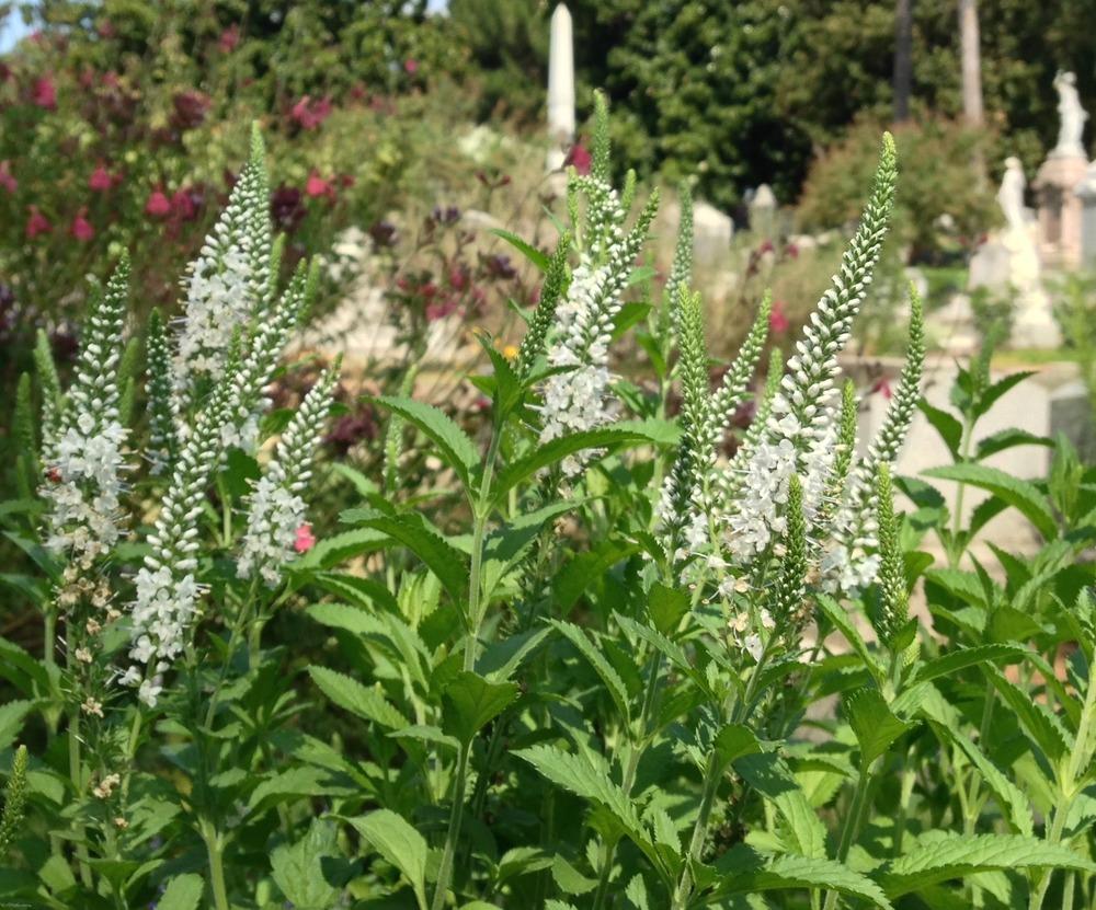 Veronicas Plant Care and Collection of Varieties