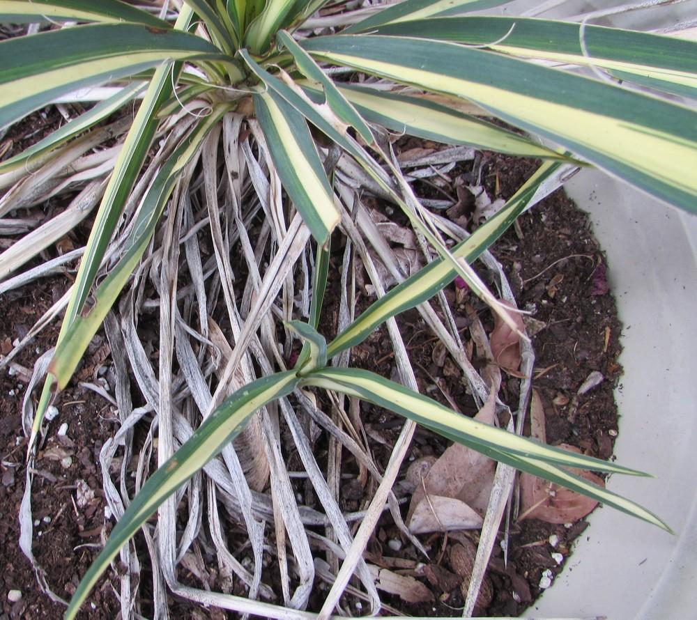 Photo of Adam's Needle (Yucca filamentosa 'Color Guard') uploaded by SongofJoy