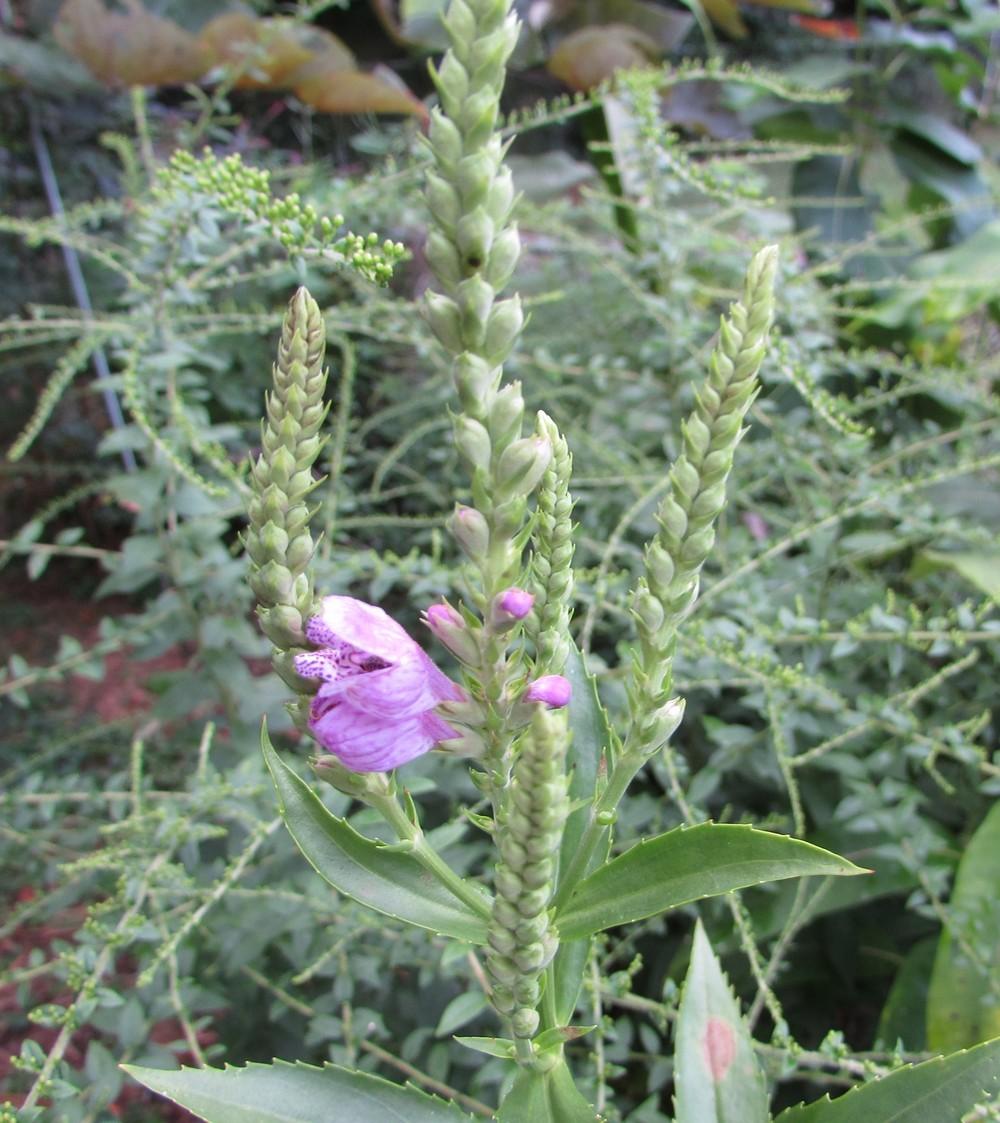 Photo of Obedient Plant (Physostegia virginiana) uploaded by SongofJoy