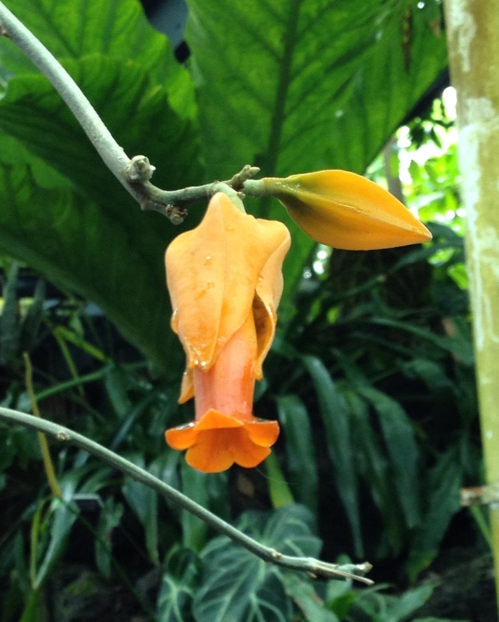 Photo of Gold Finger Plant (Juanulloa mexicana) uploaded by bxncbx