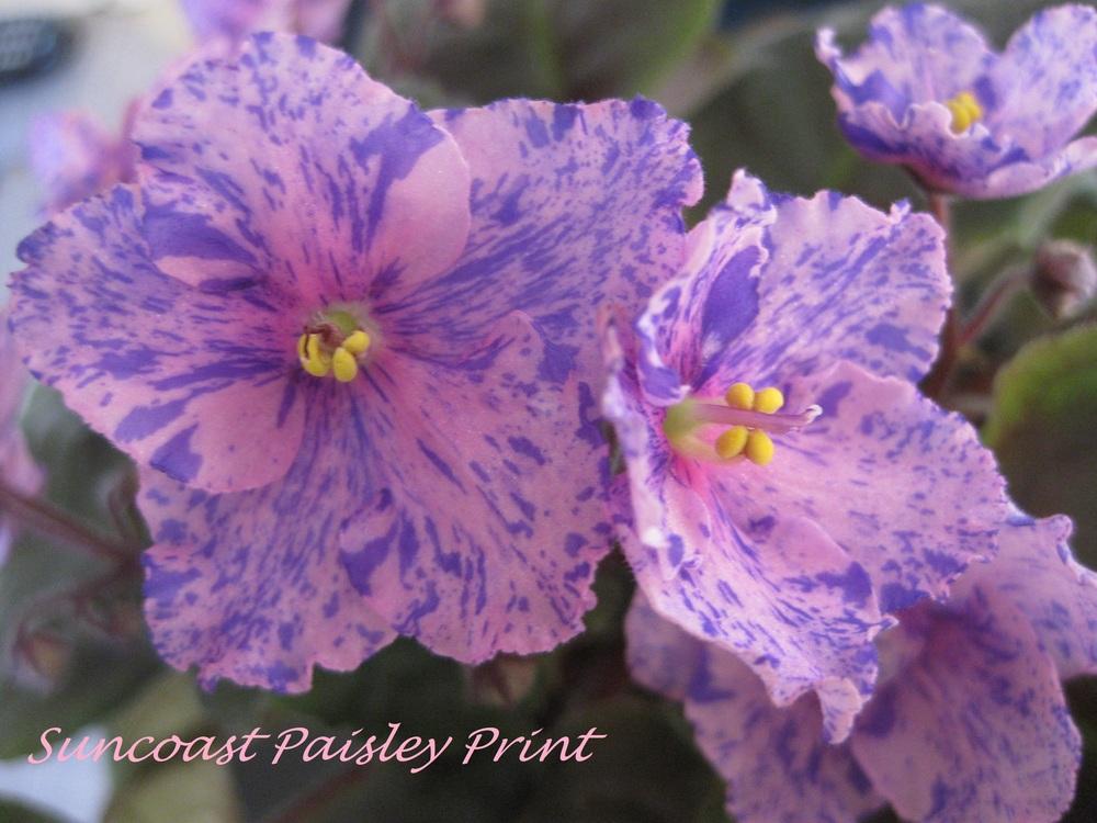 Photo of African Violet (Streptocarpus 'Suncoast Paisley Print') uploaded by chiquib313