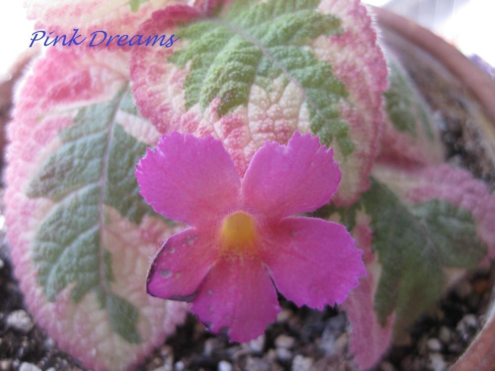 Photo of Episcia 'Pink Dreams' uploaded by chiquib313