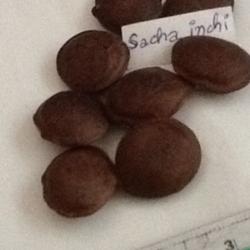 Location: Southeast Asia
Date: 2014-08-11
Sacha inchi seeds, Photo by Plant Sister, used with permission