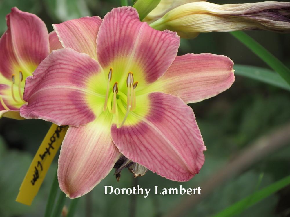 Photo of Daylily (Hemerocallis 'Dorothy Lambert') uploaded by jnduclos