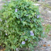 This plant grows wild here & i would have about 6 in my front yar