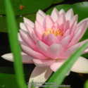 Hybridizing Hardy Water Lilies, Part 1
