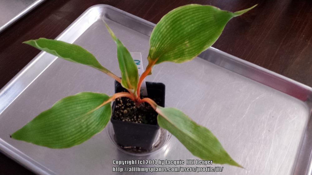 Photo of Sierra Leone Lily (Chlorophytum 'Fireflash') uploaded by JB