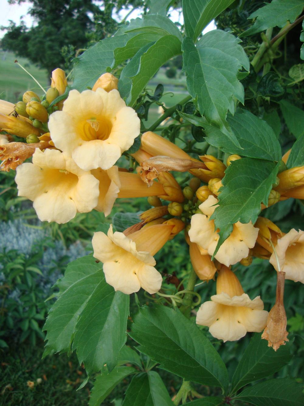 Photo of the bloom of Yellow Trumpet Vine (Campsis radicans 'Flava