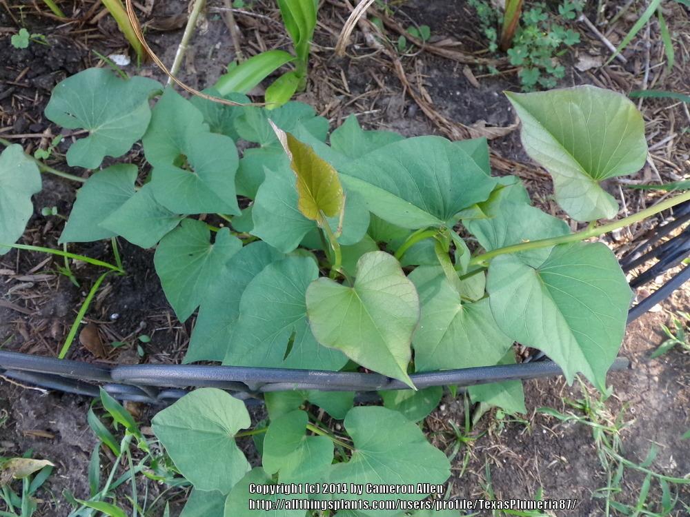 Photo of Sweet Potatoes (Ipomoea batatas) uploaded by TexasPlumeria87