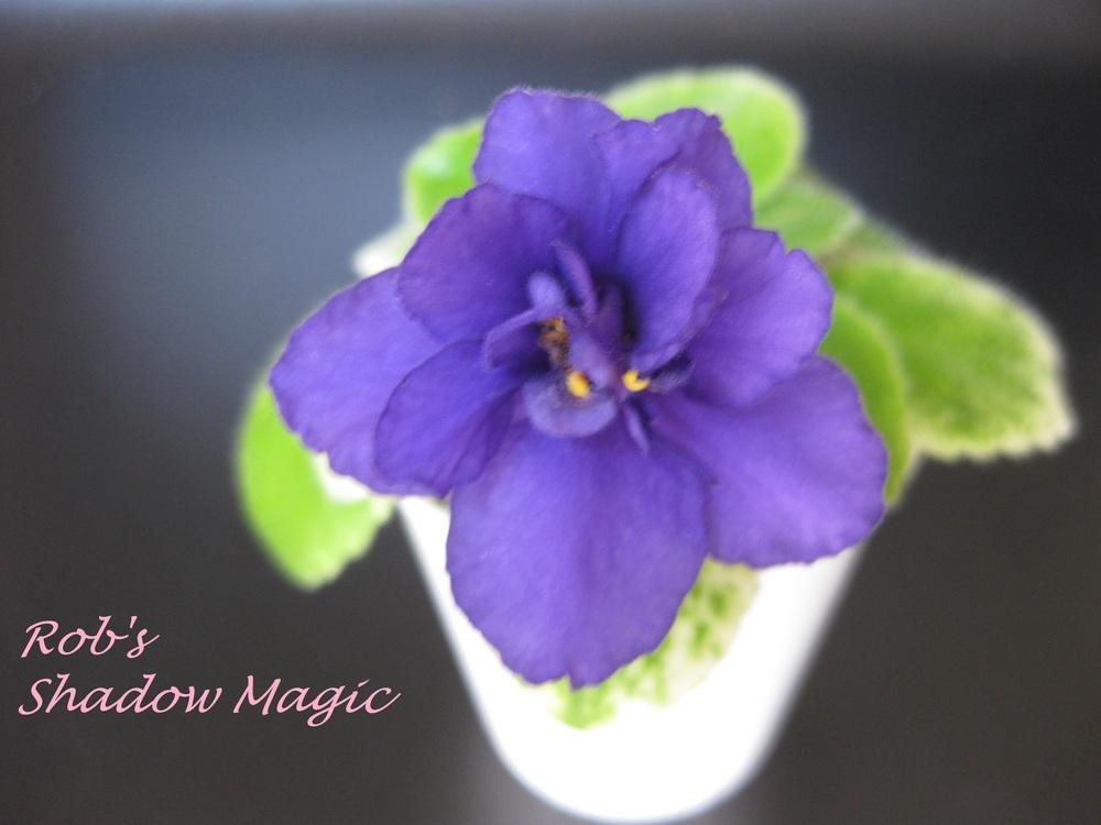 Photo of African Violet (Streptocarpus 'Rob's Shadow Magic') uploaded by chiquib313