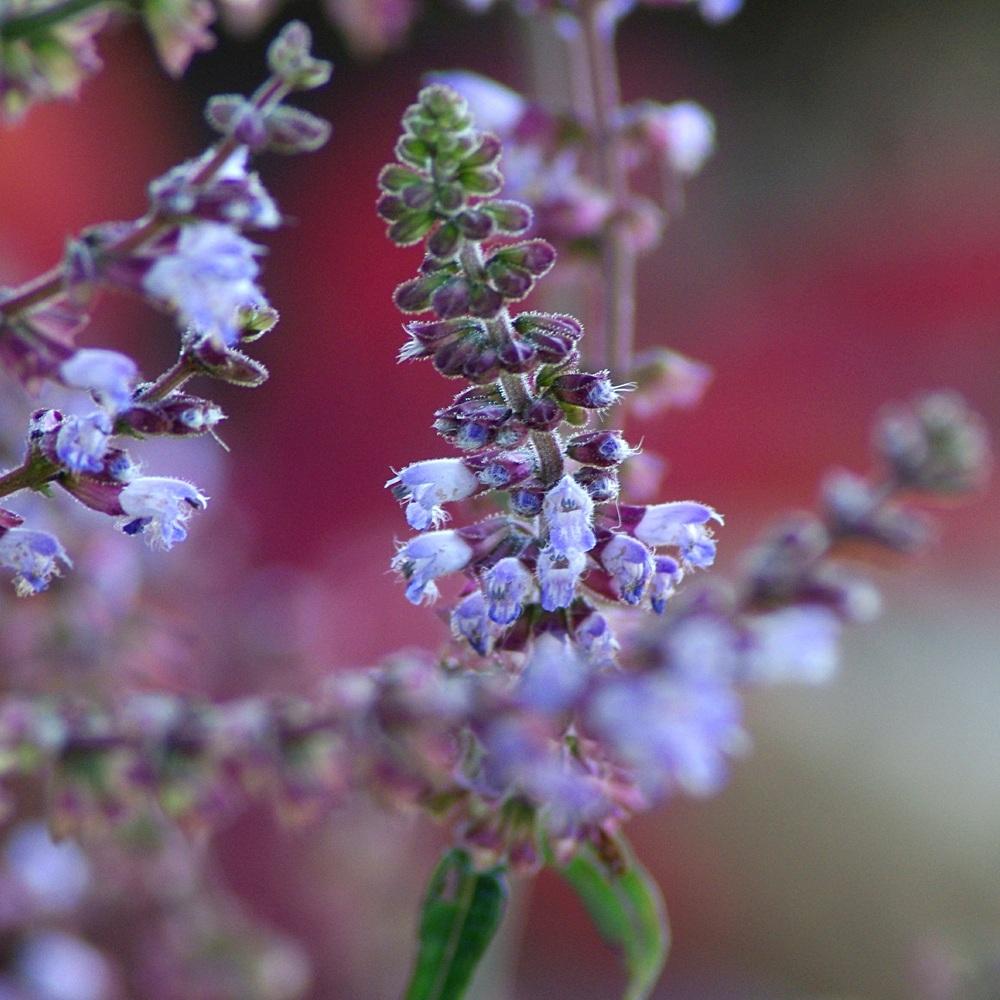 Photo of Japanese Woodland Sage (Salvia japonica) uploaded by dirtdorphins