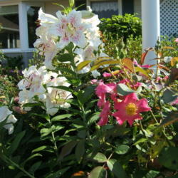 Location: Rose garden: courtyard entrance.
Date: 2008-0717
Garden setting